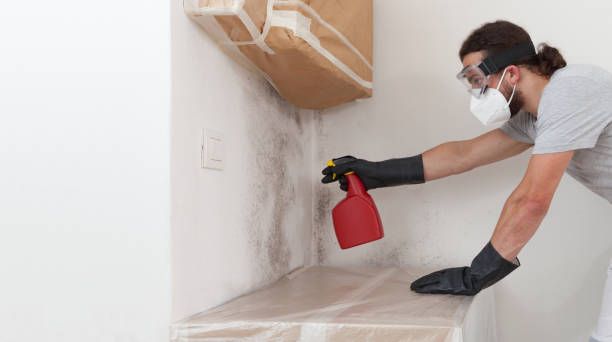 Professional Mold Remediation technician working in Mead, WA
