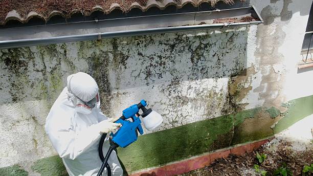 Top rated local Mold Remediation specialists in Mead, WA